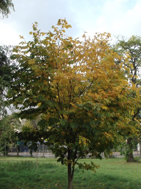 Cladastris lutea automne